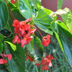 Red Begonia Dragonwing Red