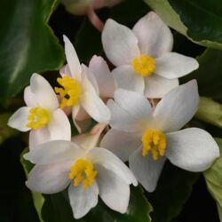 White Begonia Dragonwing White
