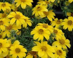 Bidy Gonzales Compact Bidens Bidy Gonzales Compact
