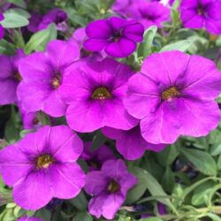 Lavender Dark Calibrachoa Aloha Kona Dark Lavender