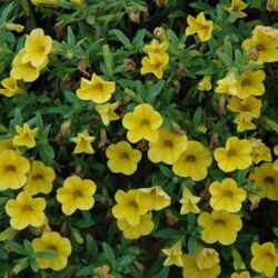 Yellow Deep Calibrachoa Cabaret Deep Yellow