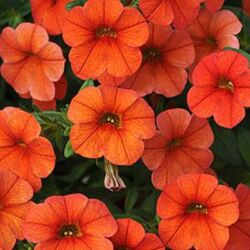 Orange Calibrachoa Cabaret Orange