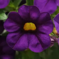 Purple Calibrachoa Cabaret Purple