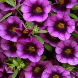 Grape Punch Calibrachoa Superbells Grape Punch