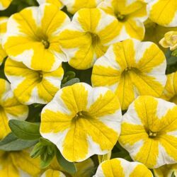 Lemon Slice Calibrachoa Superbells Lemon Slice