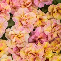 Magic Double Grapefruit Calibrachoa Superbells Magic Double Grapefruit