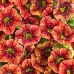 Spicy Calibrachoa Superbells Spicy