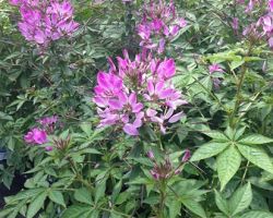 Magenta Cleome Clio Magenta