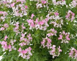 Pink Lady Cleome Clio Pink Lady