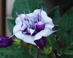 Double Purple Datura Double Purple
