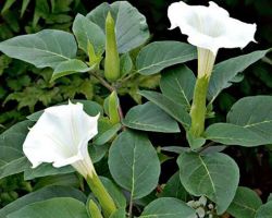 White Datura White