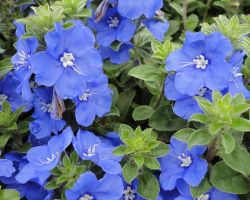 Blue My Mind Evolvulus Blue My Mind
