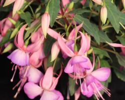 Pink Lilac Fuchsia Windchimes Pink Lilac