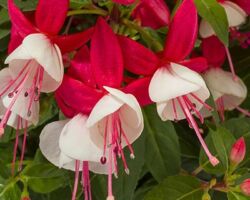 Red White Fuchsia Windchimes Red White