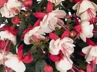 Arro Grande Fuschia Aretes Arro Grande