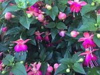 Jollies Nancy Fuschia Aretes Upright Jollies Nancy
