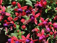 Jollies Nantes Fuschia Aretes Upright Jollies Nantes