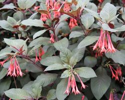 Gardenmeister Fuschia Gardenmeister