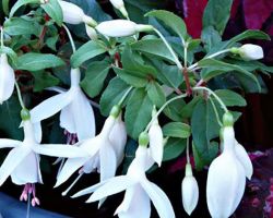 Upright White & White Fuschia Windchimes Upright White & White