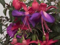 Lago Grande Fuschia Upright Lago Grande