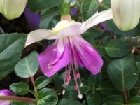 Rio Grande Fuschia Upright Rio Grande