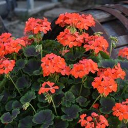 Fire Night Geranium Brocade Fire Night