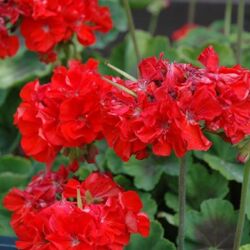Fire Geranium Brocade Fire