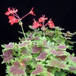 Vancouver Centennial Geranium Brocade Vancouver Centennial