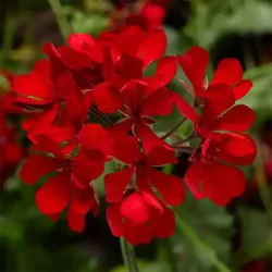 Cascade Red Dark Geranium Cascade Red Dark