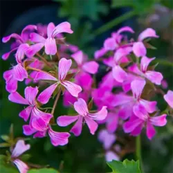 Ville Lilac Geranium Ivy Ville Lilac