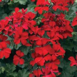 Caliente Fire Geranium Interspecific Caliente Fire
