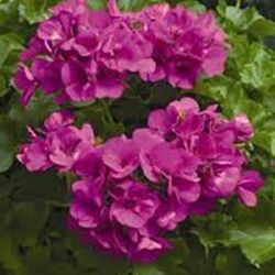Caliente Lavender Geranium Interspecific Caliente Lavender