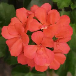 Caliente Orange Geranium Interspecific Caliente Orange