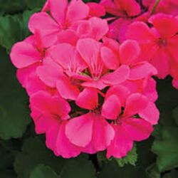 Caliente Coral Salmon Geranium Interspecific Caliente Coral Salmon