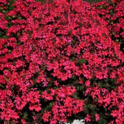 Coral Salmon Geranium Interspecific Coral Salmon