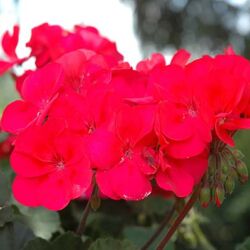 Punch Geranium Sarita Punch