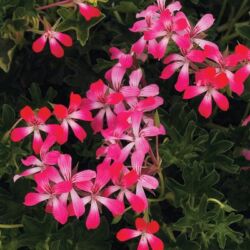 Cascade Acapulco Geranium Ivy Cascade Acapulco