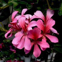 Cascade Sofie Geranium Ivy Cascade Sofie