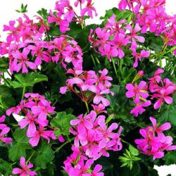 Ville Pink Geranium Ivy Ville Pink