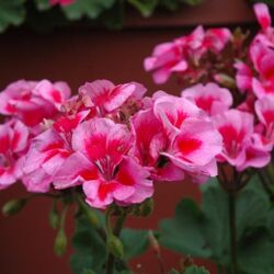Lilac Splash Geranium Sarita Lilac Splash