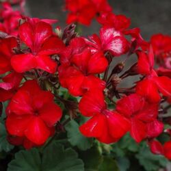 Sunstar Red Geranium Sarita Sunstar Red