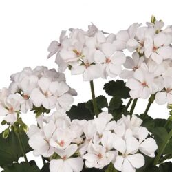 White Geranium Sarita White