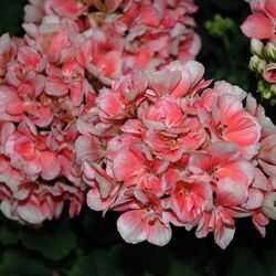 Light Salmon Geranium Savannah Light Salmon