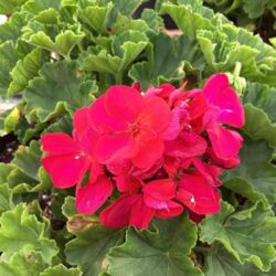 Neon Geranium Savannah Neon