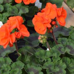 Oh So Orange Geranium Savannah Oh So Orange