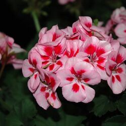 Pink Splash Geranium Savannah Pink Splash