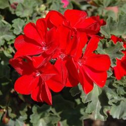 Really Red Geranium Savannah Really Red
