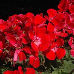 Ruby Sizzle Geranium Savannah Ruby Sizzle