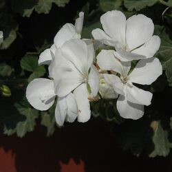 White Geranium Savannah White