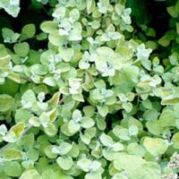 Limelight Helichrysum Limelight